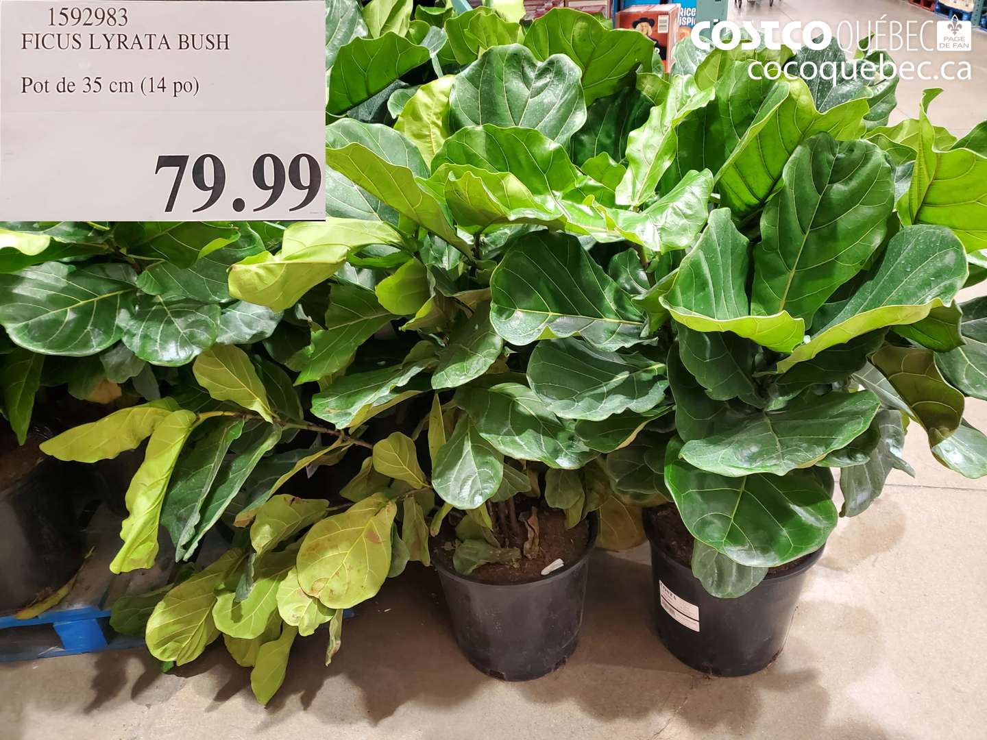 1592983 FICUS LYRATA BUSH Pot de 35 cm (14 po)  $79.99