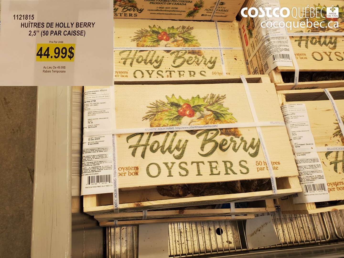 1121815 HUITRES DE HOLLY BERRY 2,5