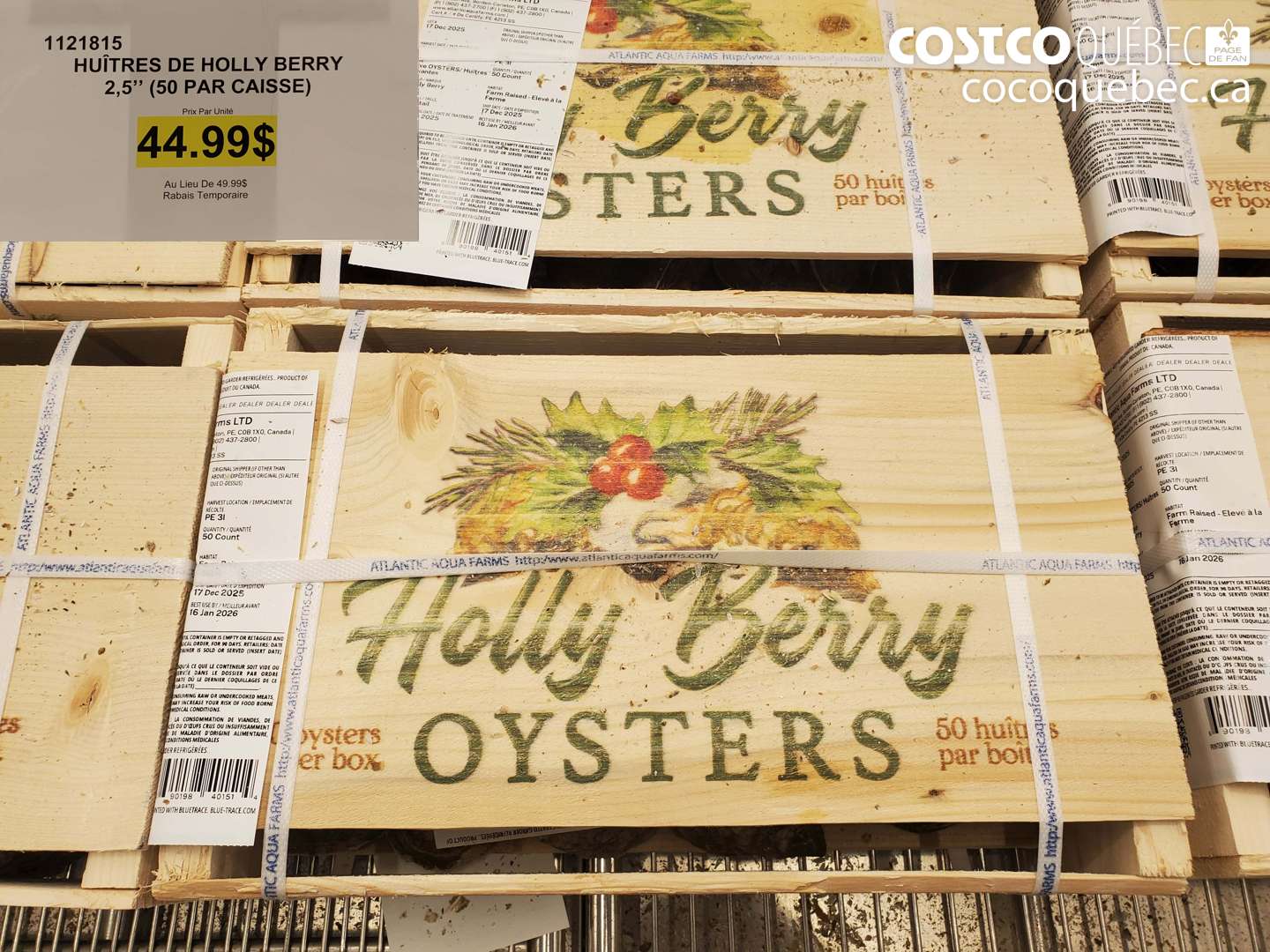 1121815 HUITRES DE HOLLY BERRY 2,5