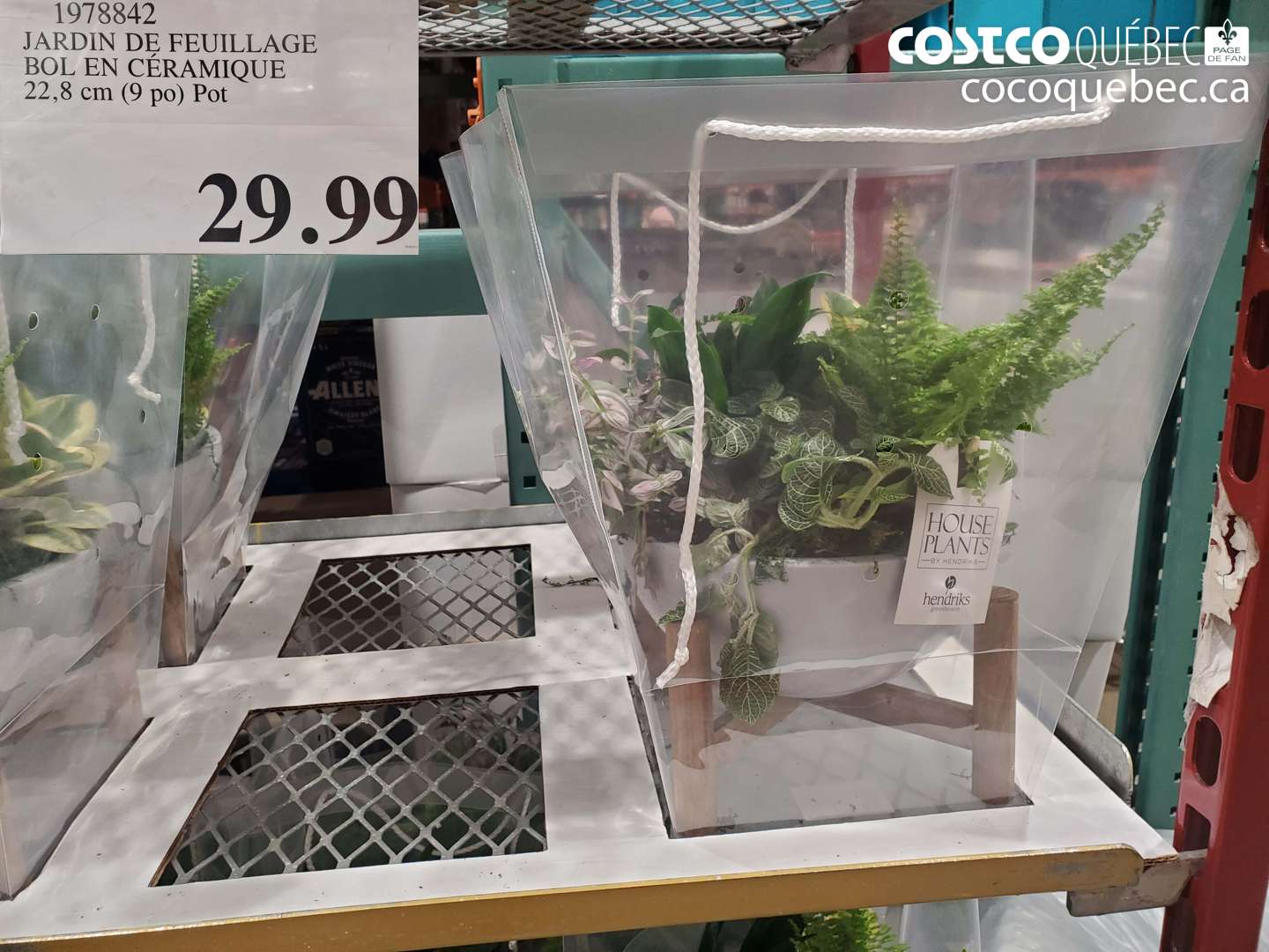 1978842 JARDIN DE FEUILLAGE BOL EN CERAMIQUE 22,8 cm (9 po) Pot $29.99