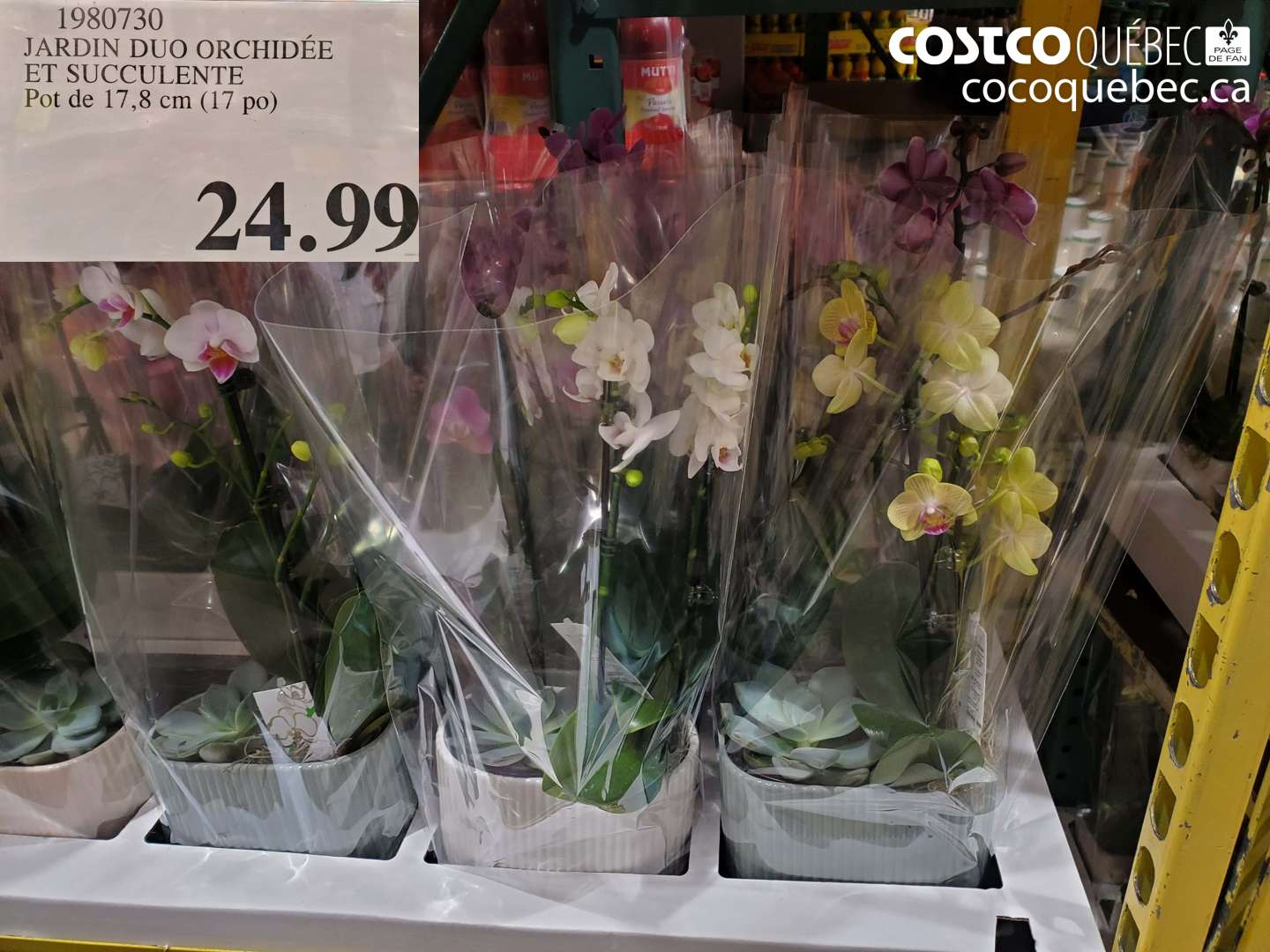 1920730 JARDIN DUO ORCHIDEE ET SUCCULENTE Pot de 17,8 cm (17 po) $24.99