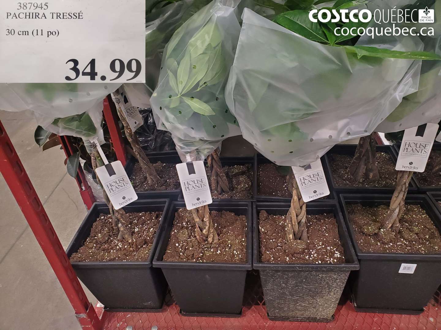 387945 PACHIRA TRESSÉ, 30 cm (11 po) $34.99