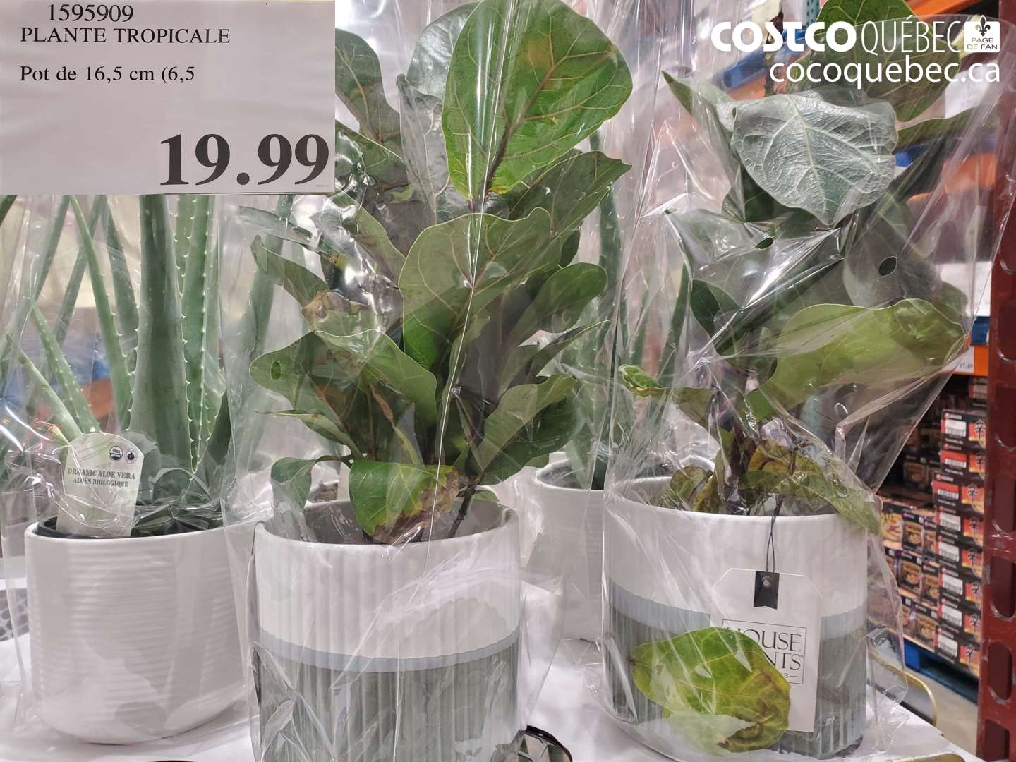 1595909 PLANTE TROPICALE POT DE 15,9 cm (6,25P)  $19.99