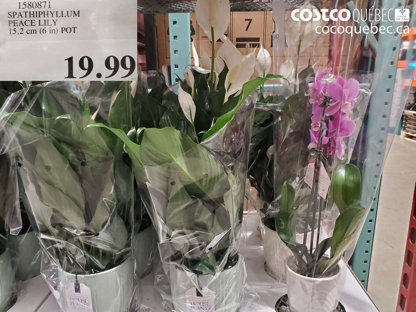 1580871 SPATHIPHYLLUM PEACE LILY 15.2 cm (6 in) POT  $19.99