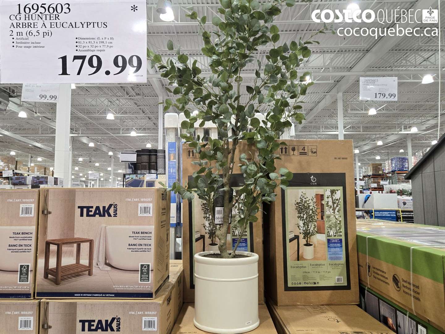 1695603 CG HUNTER ARBRE À EUCALYPTUS 2 m (6,5 pi) $179.99