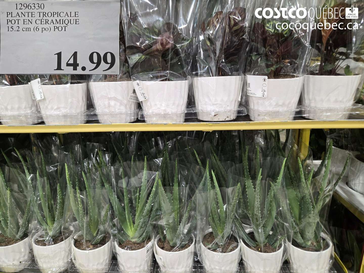 129630 PLANTE TROPICALE POT EN CÉRAMIQUE 15.2 cm (6 po) POT $14.99