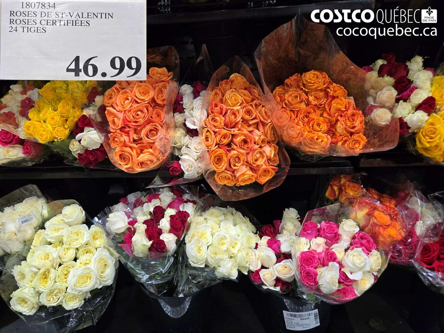 1807834 ROSES DE ST-VALENTIN ROSES CERTIFIÉES 24 TIGES $46.99