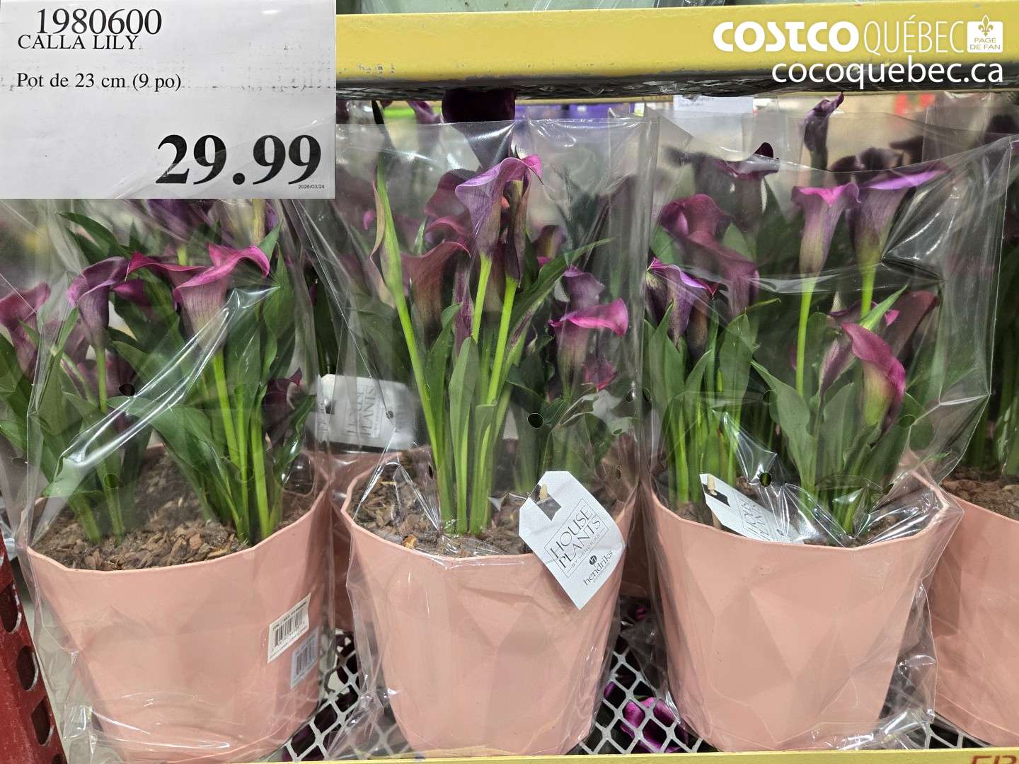 1980600 CALLA LILY $29.99