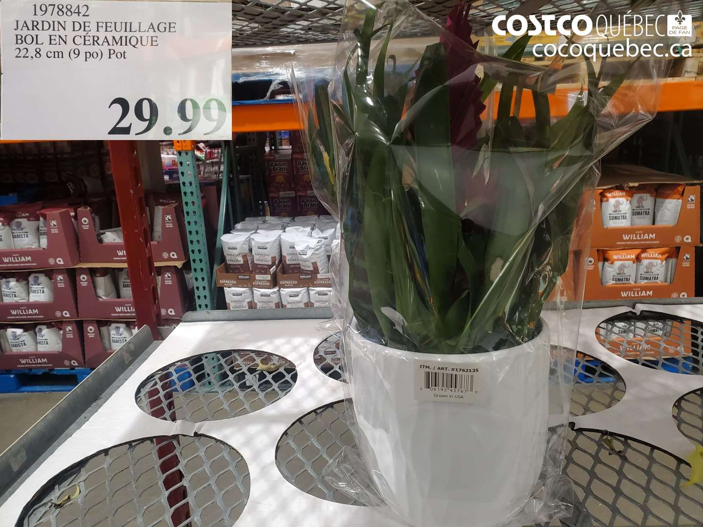 1978842 JARDIN DE FEUILLAGE BOL EN CÉRAMIQUE 22,8 CM (9 PO) POT $29.99