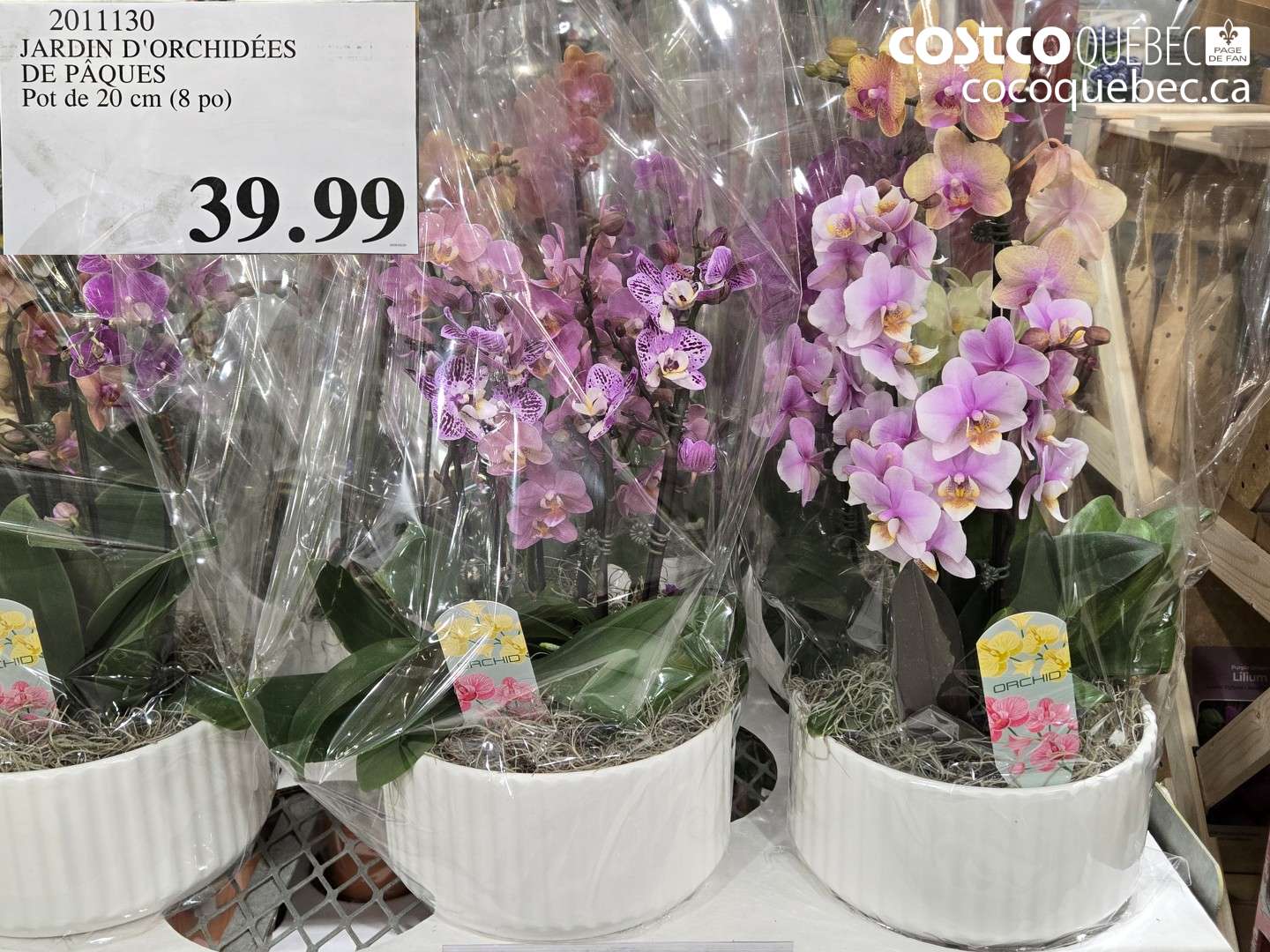 2011130 JARDIN D'ORCHIDÉES DE PÂQUES POT DE 20 CM (8 PO) $39.99
