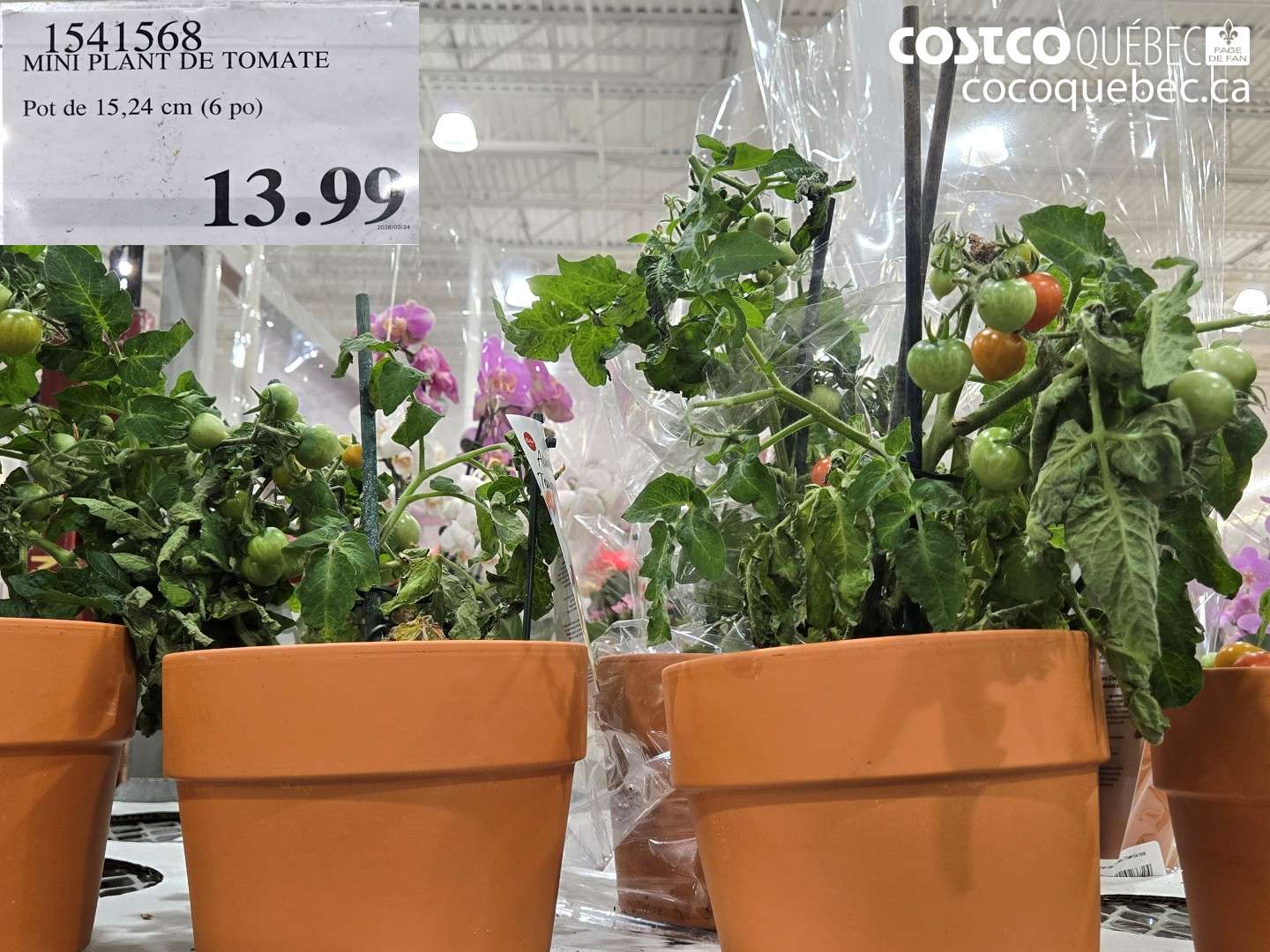 1541568 MINI PLANT DE TOMATE $13.99