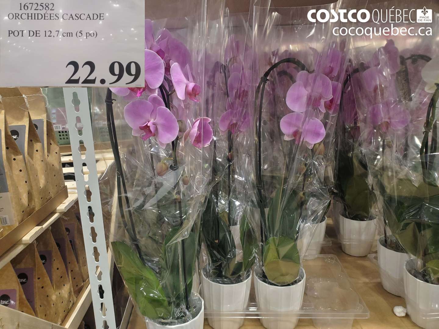1672582 ORCHIDÉES CASCADE POT DE 12,7 CM (5 PO) $22.99