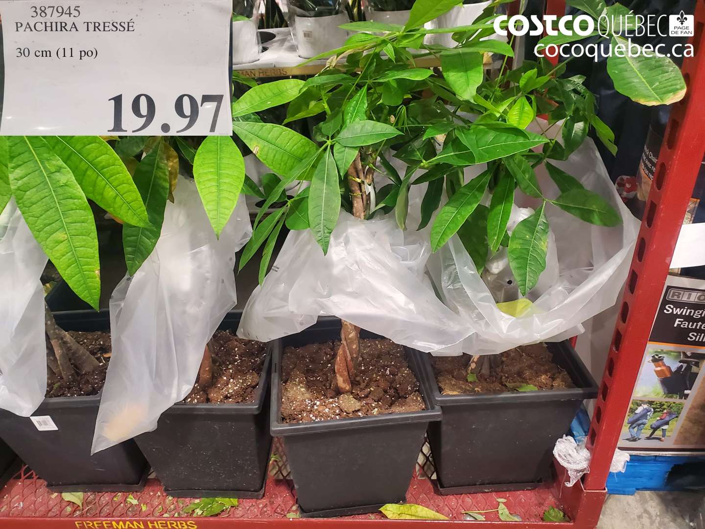 387945 PACHIRA TRESSÉ 30 CM (11 PO) $19.97