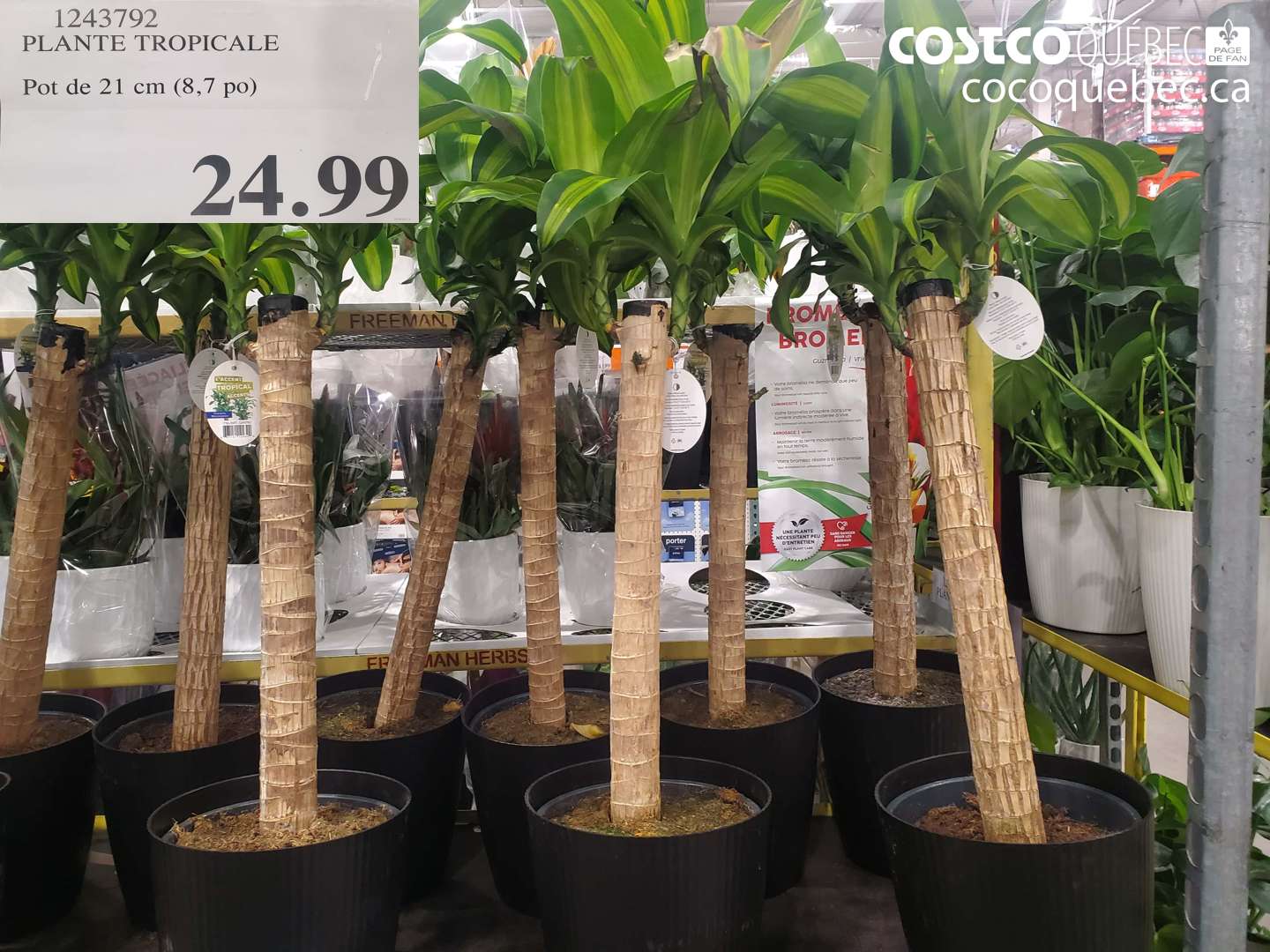 1243792 PLANTE TROPICALE POT DE 21 CM (8,7 PO) $24.99