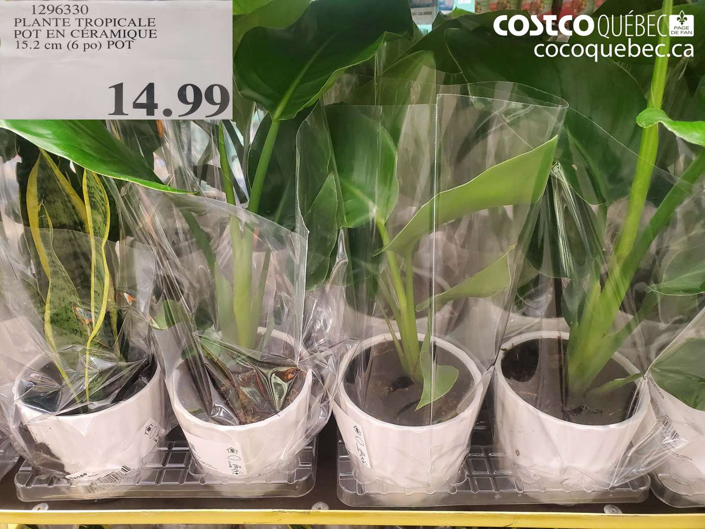 1296330 PLANTE TROPICALE POT EN CÉRAMIQUE 15.2 CM (6 PO) POT $14.99