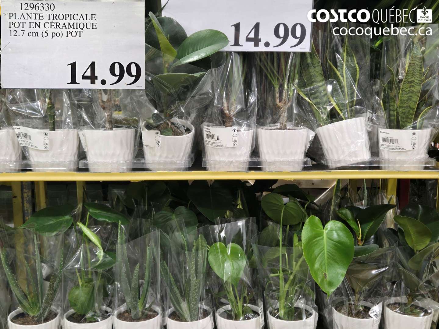 1296330 PLANTE TROPICALE POT EN CERAMIQUE 12.7 cm (5 po) POT $14.99