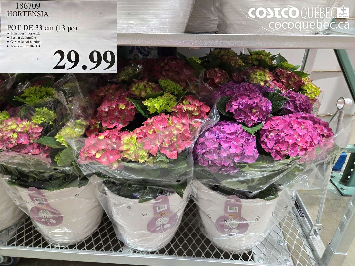 186709 POT DE 33 CM (13 PO) $29.99