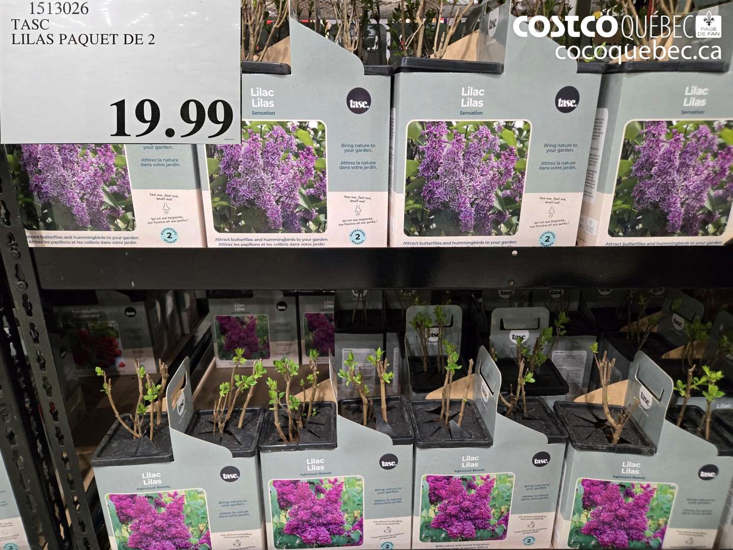 1513026 TASC LILAS PAQUET DE 2 $19.99