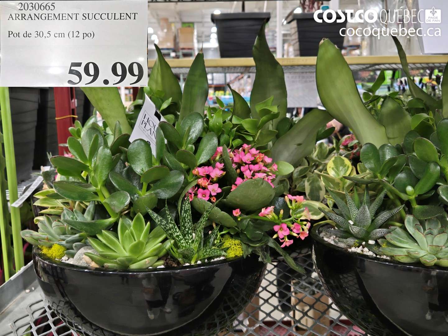 2030665 ARRANGEMENT SUCCULENT POT DE 30,5 CM (12 PO) ($50.00 INSTANT SAVINGS) $59.99