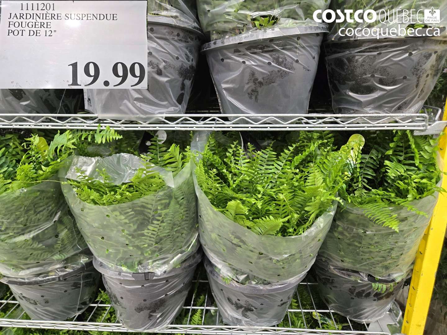 1111201 JARDINIÈRE SUSPENDUE FOUGÈRE POT DE 12