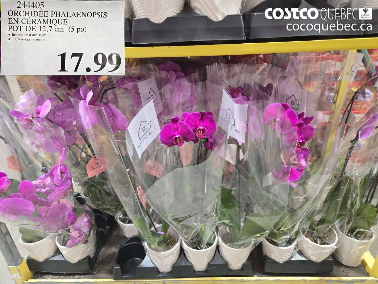 244405 ORCHIDÉE PHALAENOPSIS EN CÉRAMIQUE POT DE 12,7 CM (5 PO) $17.99