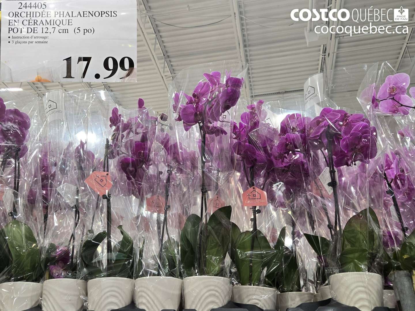 244405 ORCHIDÉE PHALAENOPSIS EN CÉRAMIQUE POT DE 12,7 CM (5 PO) $17.90