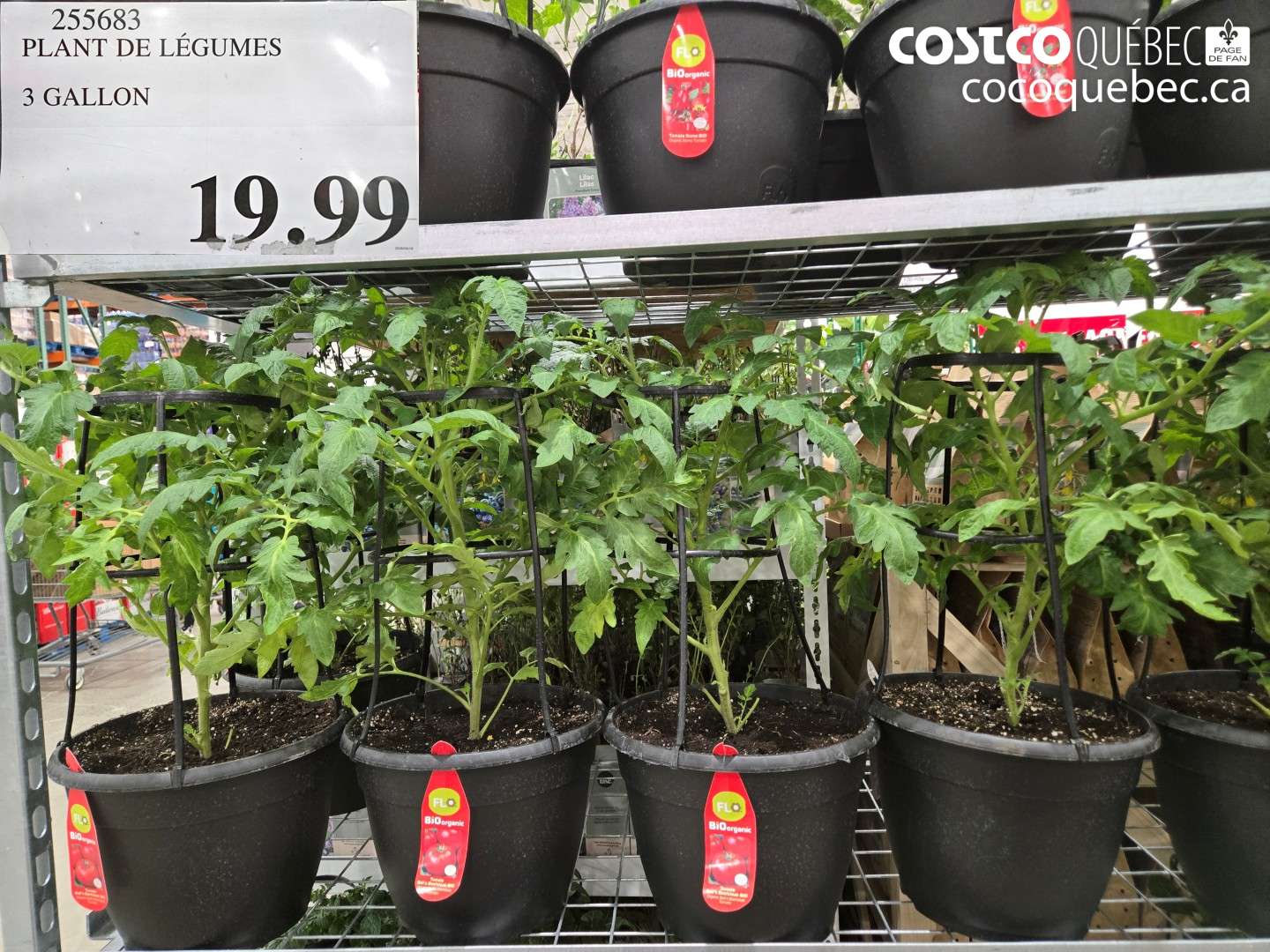 255683 PLANT DE LÉGUMES $19.99