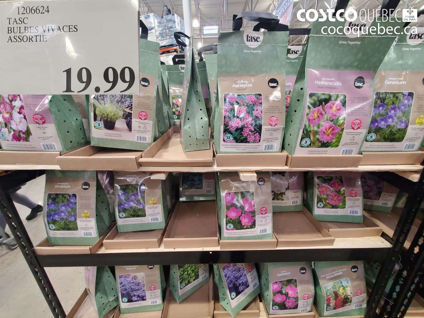 1206624 TASC BULBES VIVACES ASSORTIE $19.99