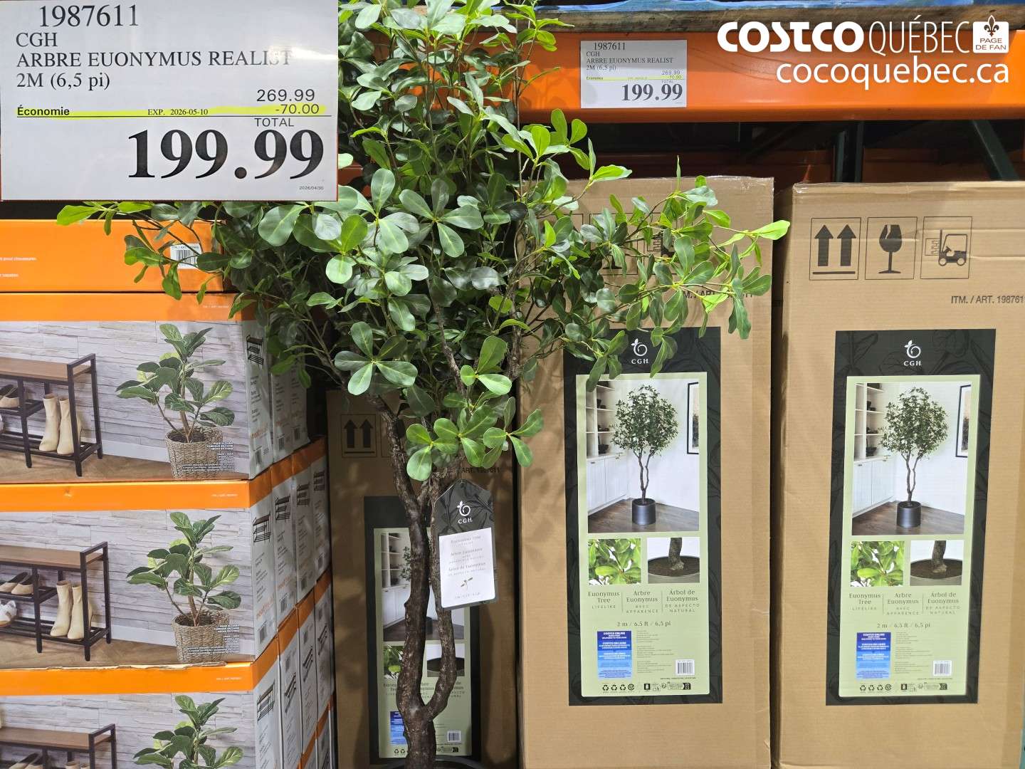 1987611 ARBRE EUONYMUS REALISt ($70.00 INSTANT SAVINGS EXPIRES ON 2026-05-10) $199.99