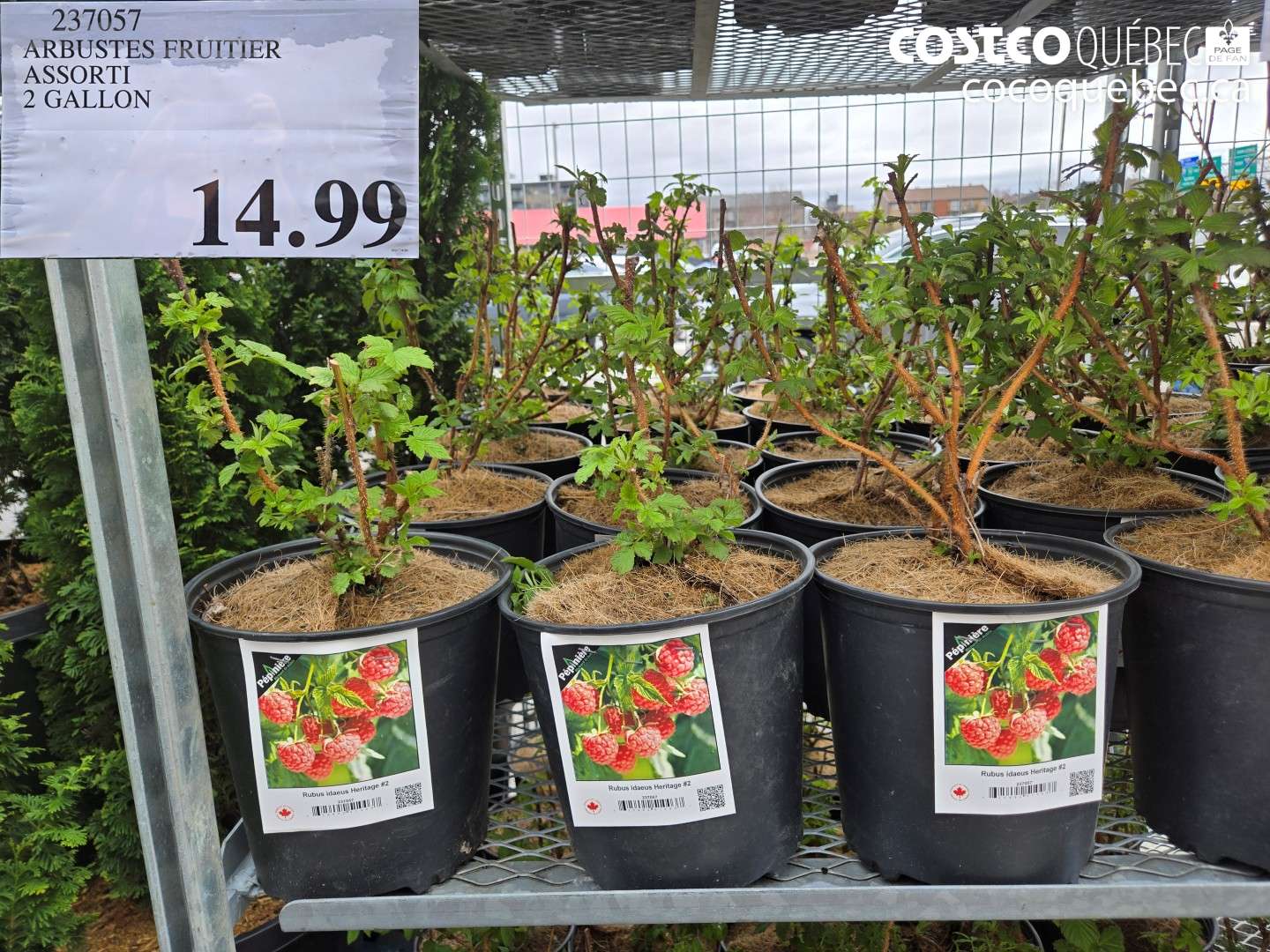 237057 ARBUSTES FRUITIER ASSORTI 2 GALLON $14.99