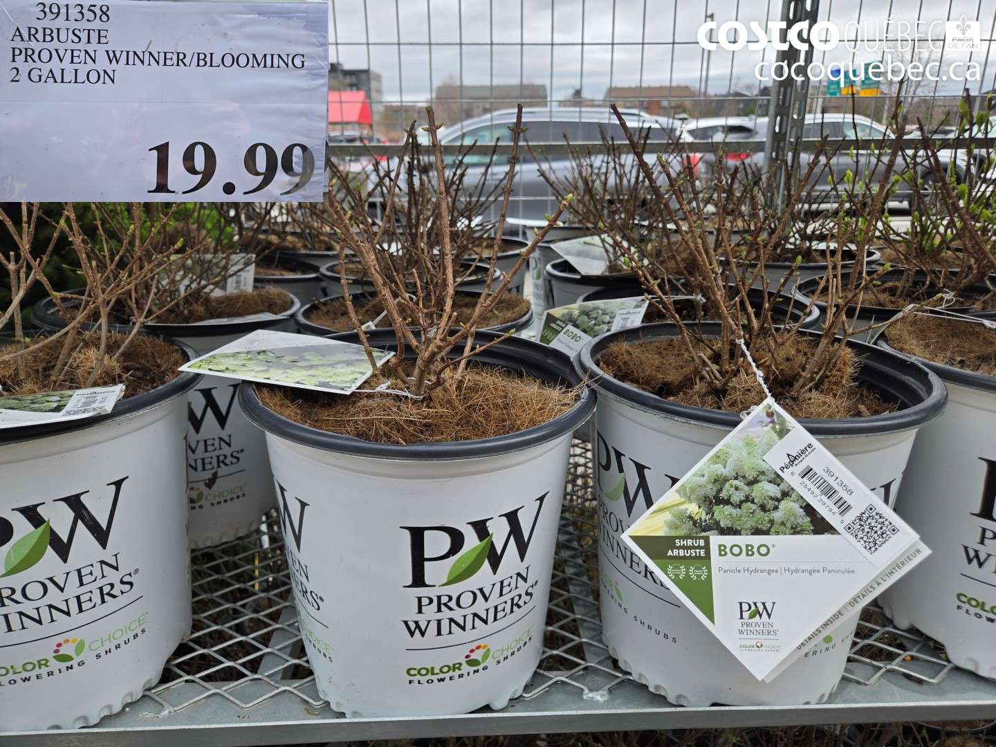 391358 ARBUSTE PROVEN WINNER/BLOOMING 2 GALLON $19.99