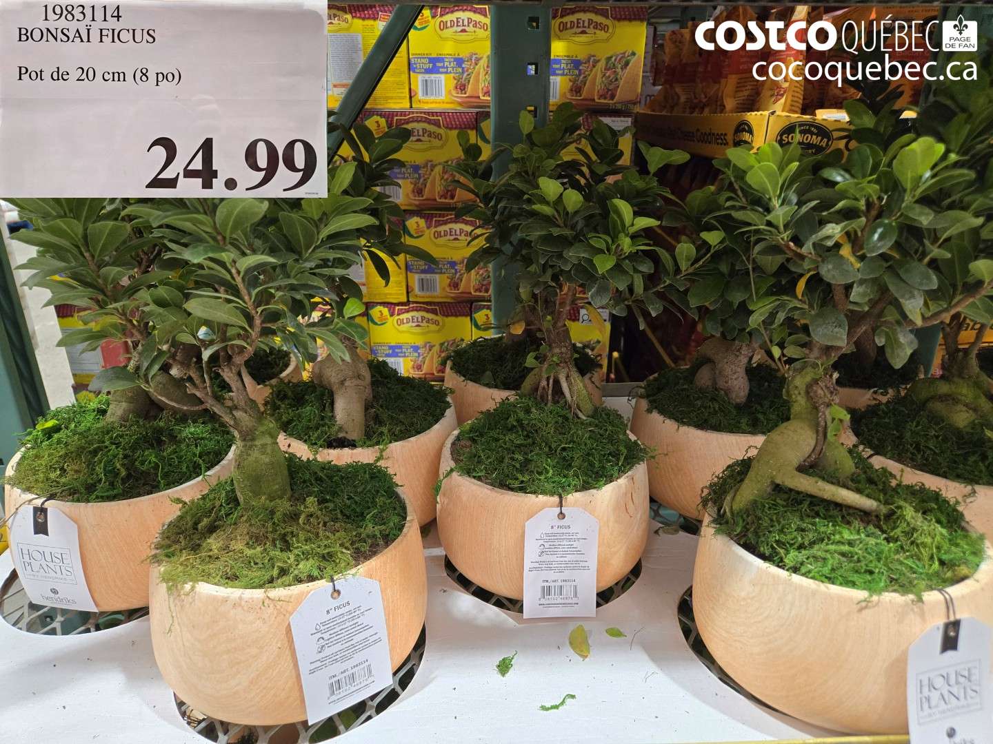 1983114 BONSAI FICUS POT DE 20 CM (8 PO) $24.99