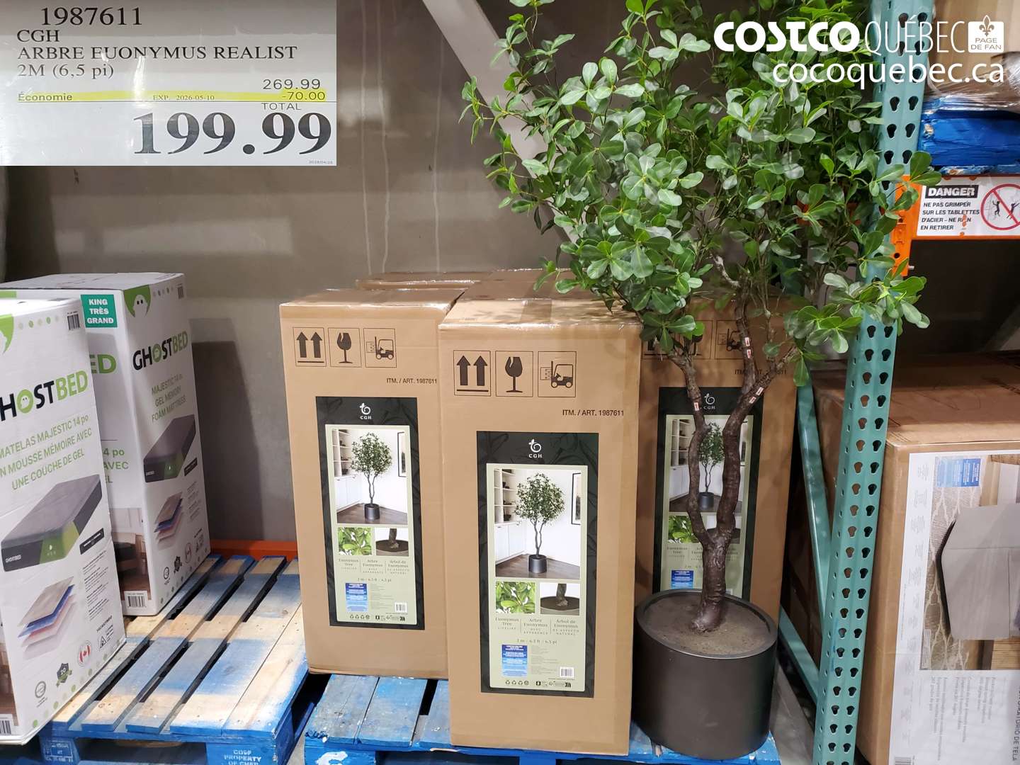 1987611 CGH ARBRE EUONYMUS REALIST 2M (6.5 PI) ($70.00 INSTANT SAVINGS EXPIRES ON 2026-05-10) $199.99