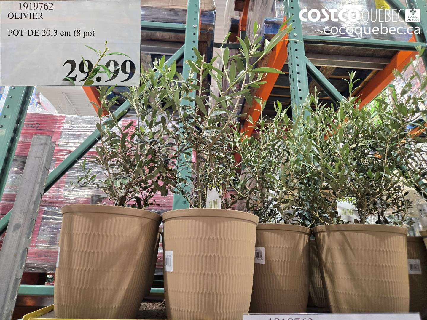 1919762 OLIVIER POT DE 20.3 CM (8 PO) $29.99