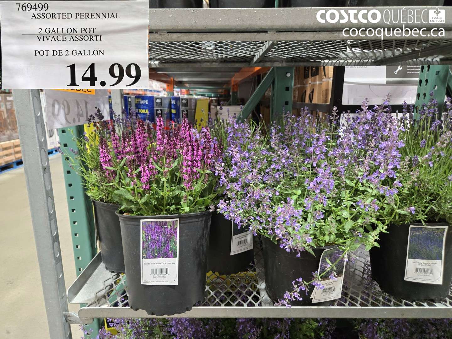 7694999 ASSORTED PERENNIAL 2 GALLON POT $14.99