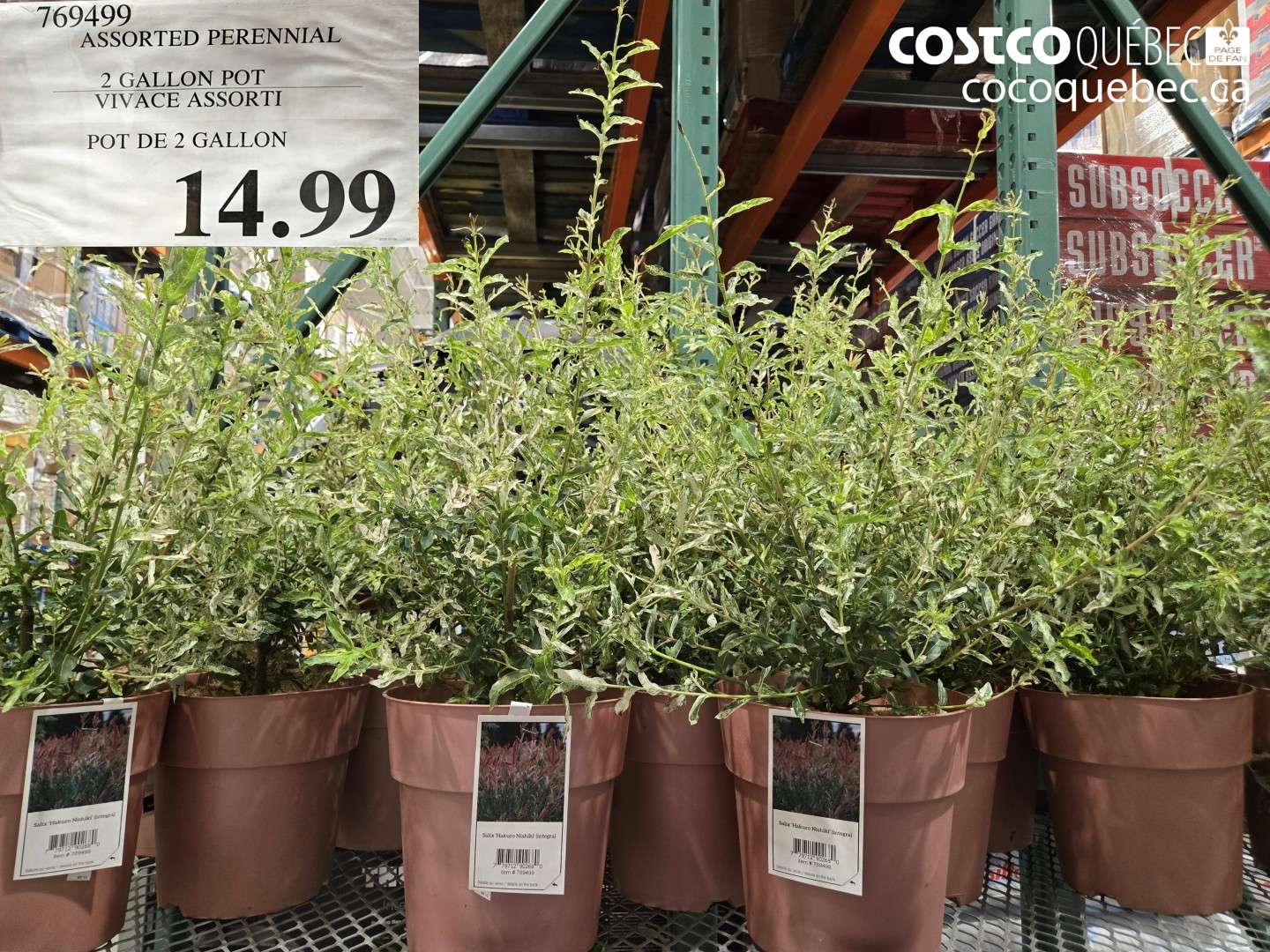 76949999 ASSORTED PERENNIAL 2 GALLON POT $14.99