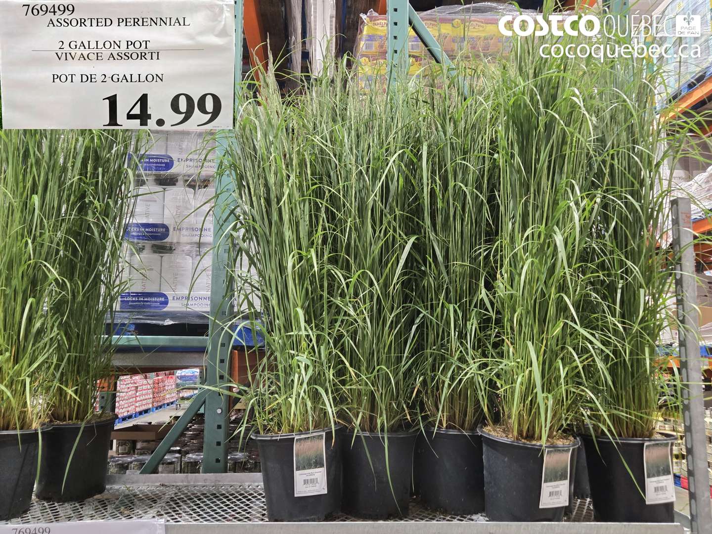 769499 ASSORTED PERENNIAL 2 GALLON POT $14.99