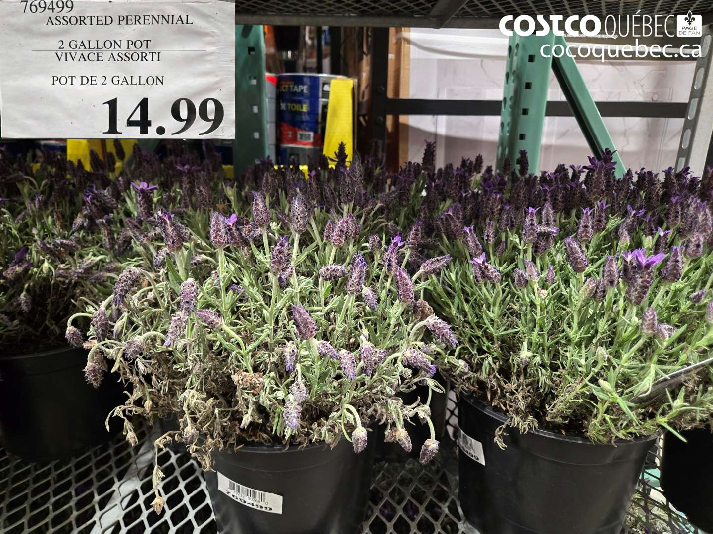 769499 ASSORTED PERENNIAL 2 GALLON POT $14.99