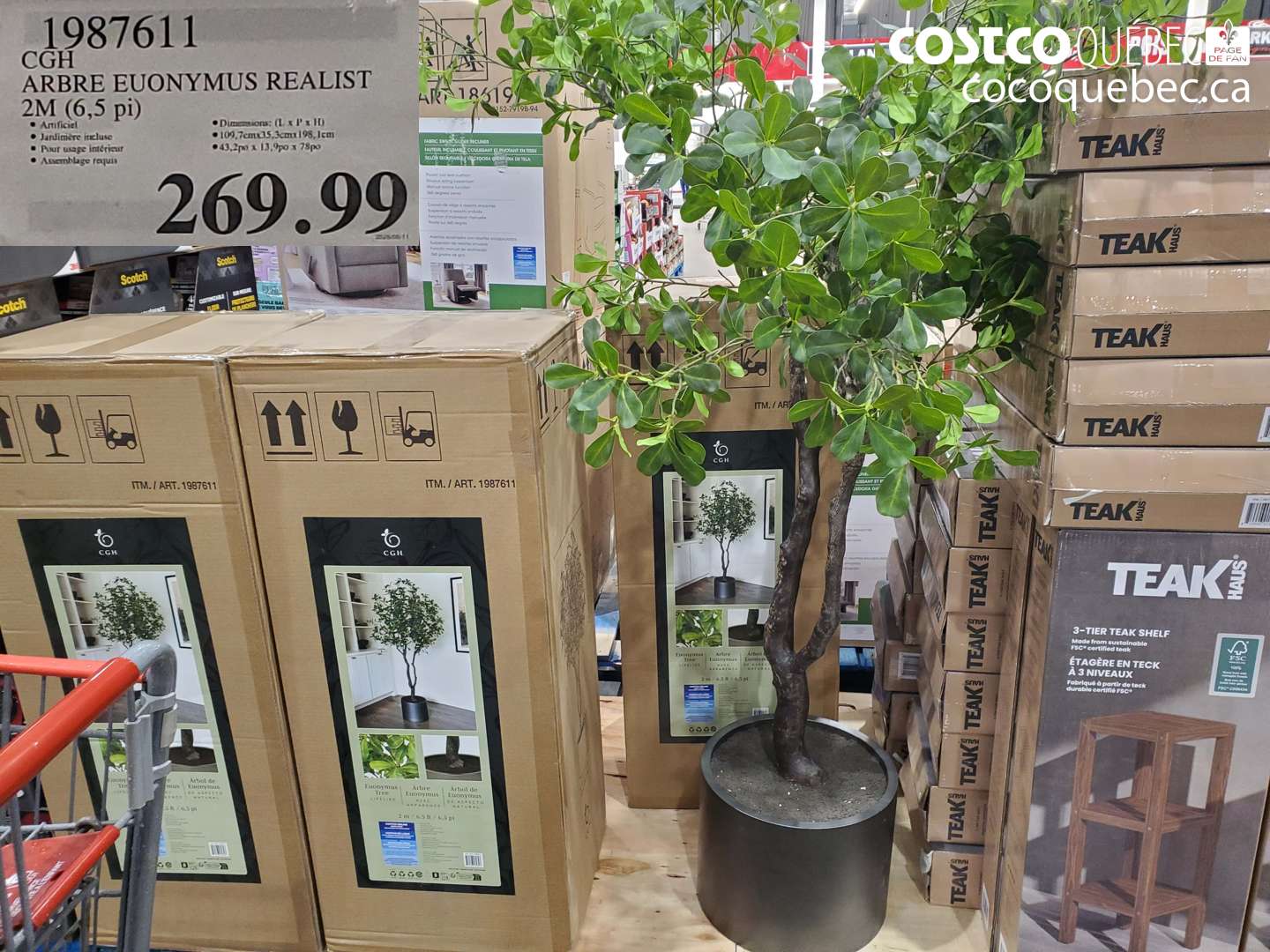 1987611 CGH ARBRE EUONYMUS REALIST 2M (6.5 PI) $269.99