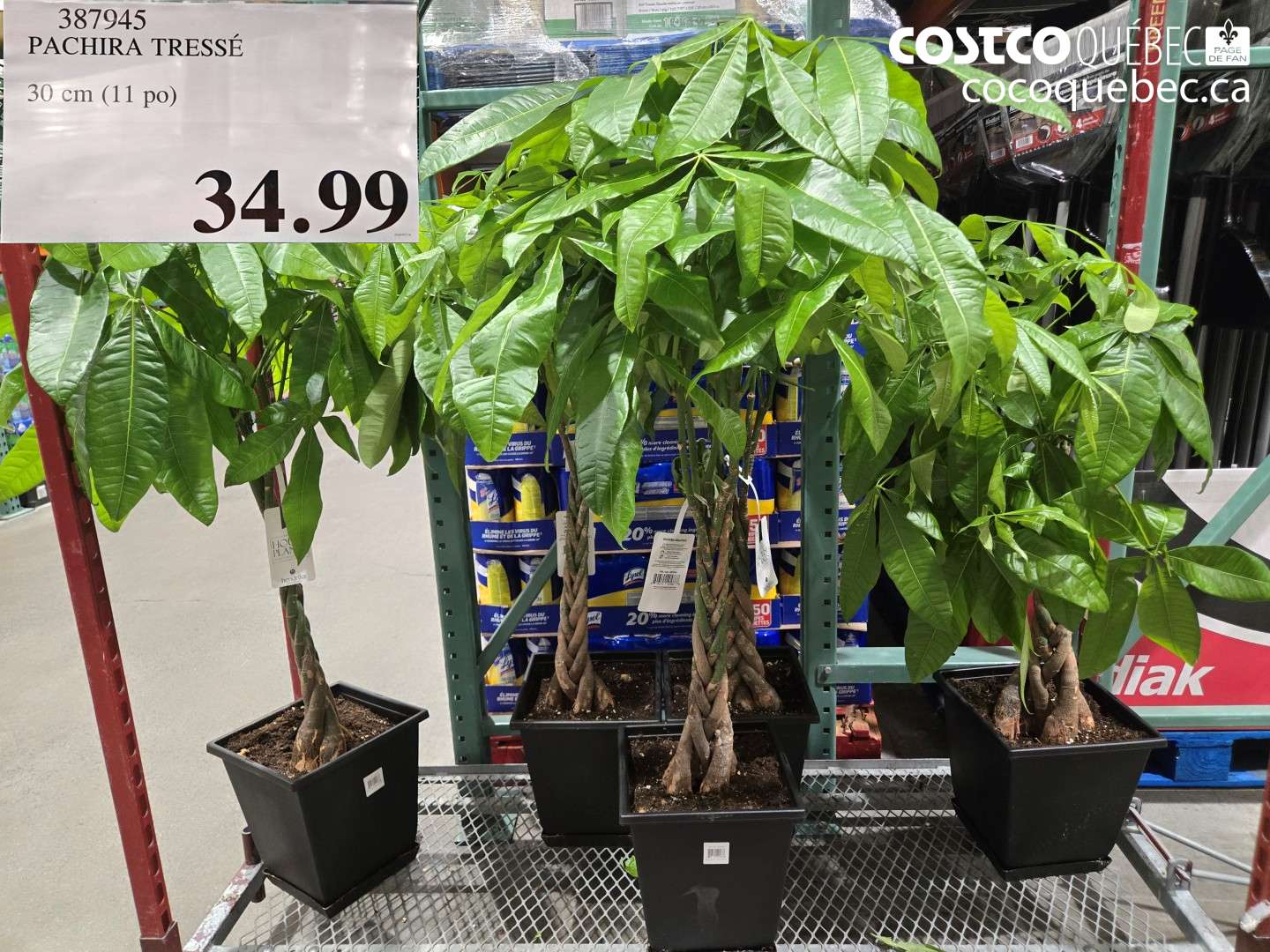 387945 PACHIRA TRESSÉ $34.99