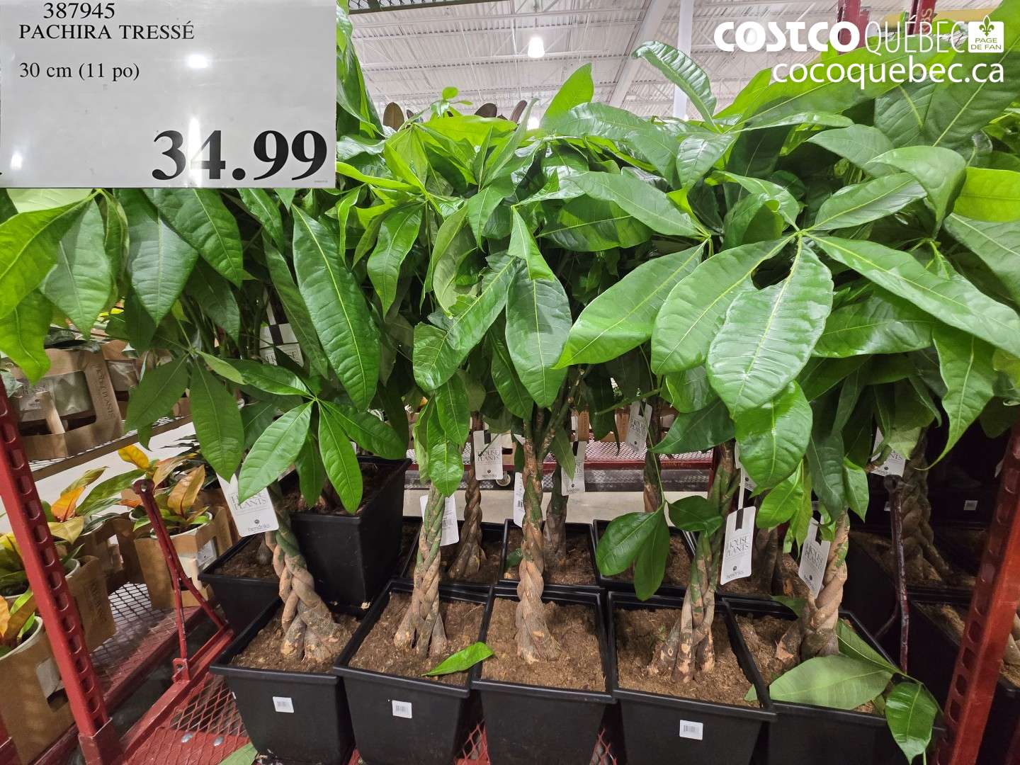 387945 PACHIRA TRESSÉ $34.99