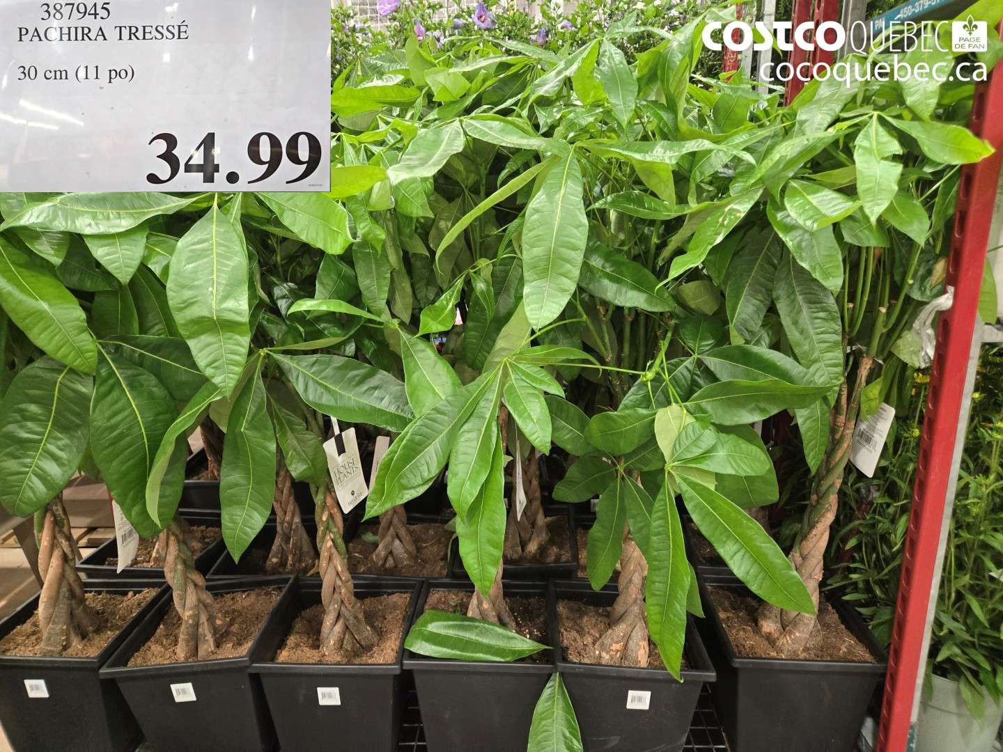 387945 PACHIRA TRESSÉ $34.99