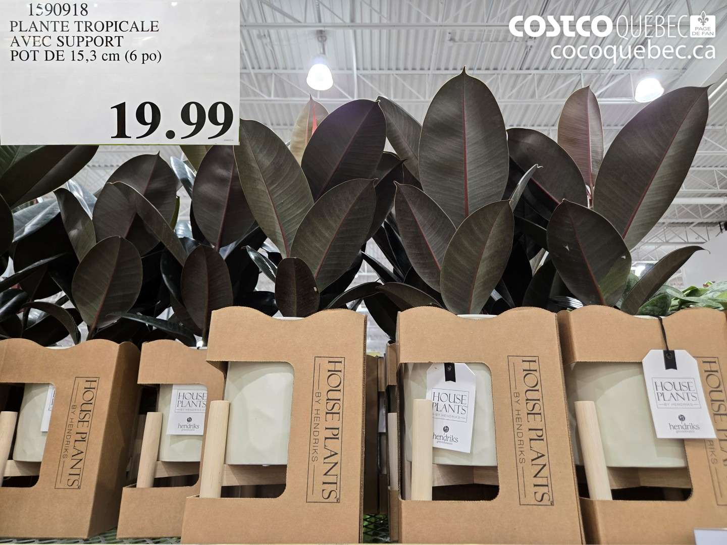 1590918 PLANTE TROPICALE AVEC SUPPORT POT DE 15.3 CM (6 PO) $19.99