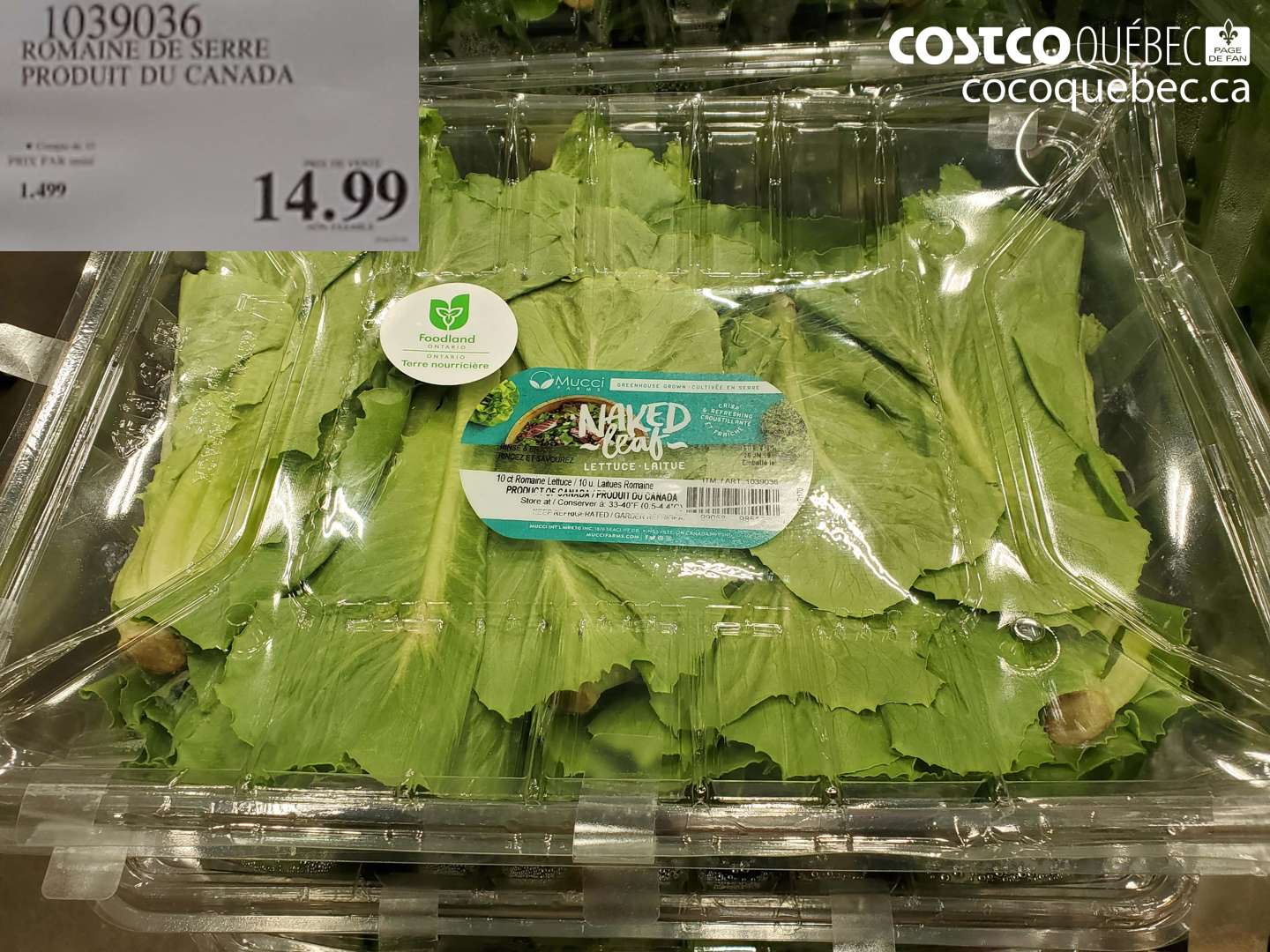 1039036 ROMAINE DE SERRE PRODUIT DU CANADA $14.99