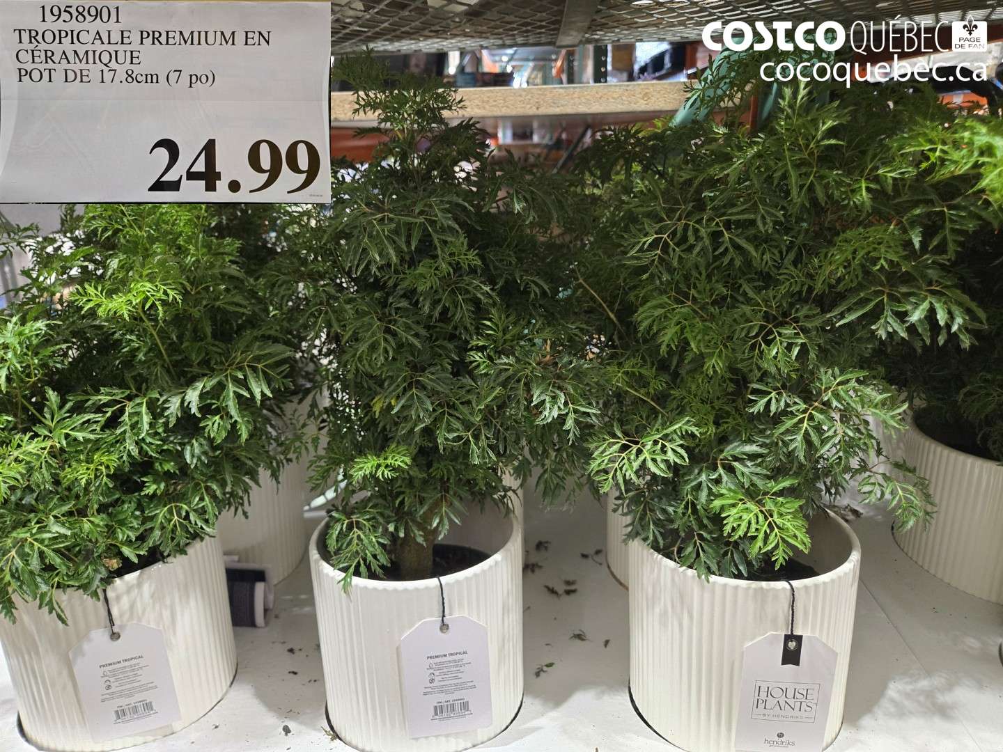 1958901 TROPICALE PREMIUM EN CÉRAMIQUE POT DE 17.8CM (7 PO) $24.99