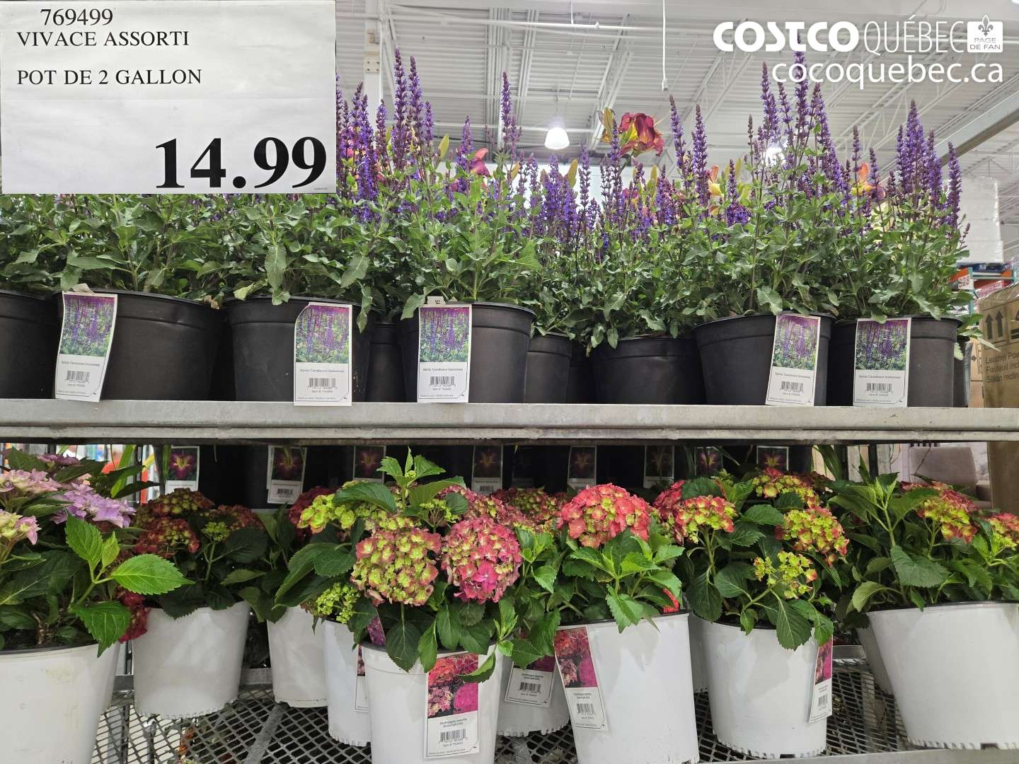 769499 VIVACE ASSORTI POT DE 2 GALLON $14.99