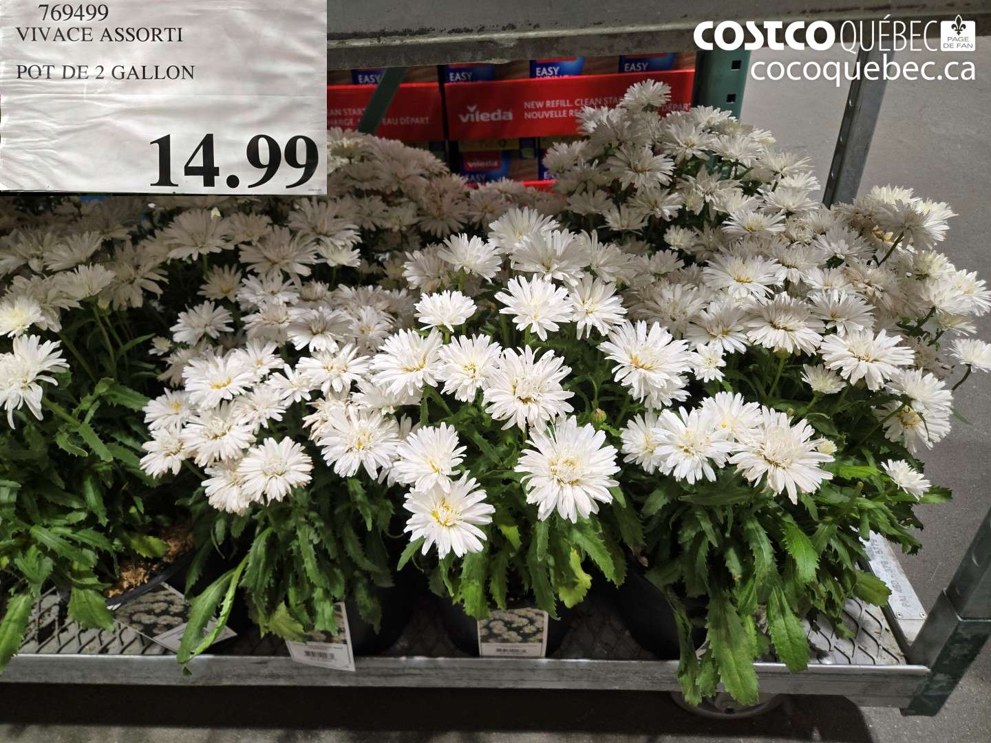 769499 VIVACE ASSORTI POT DE 2 GALLON $14.99
