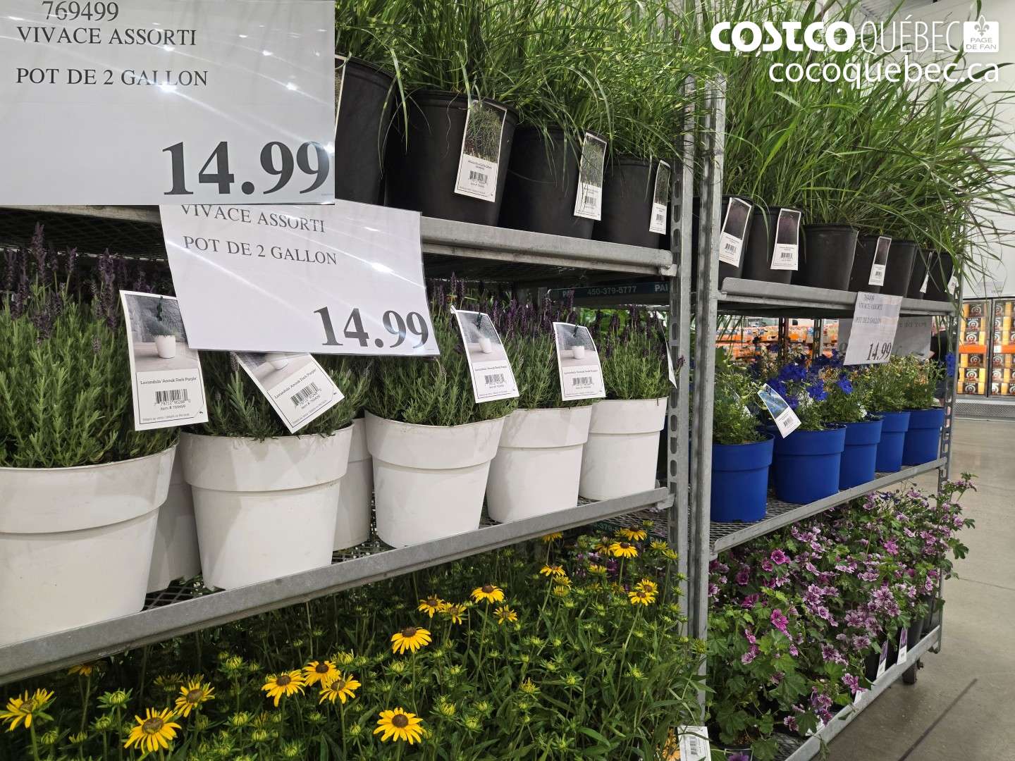 769499 VIVACE ASSORTI POT DE 2 GALLON $14.99