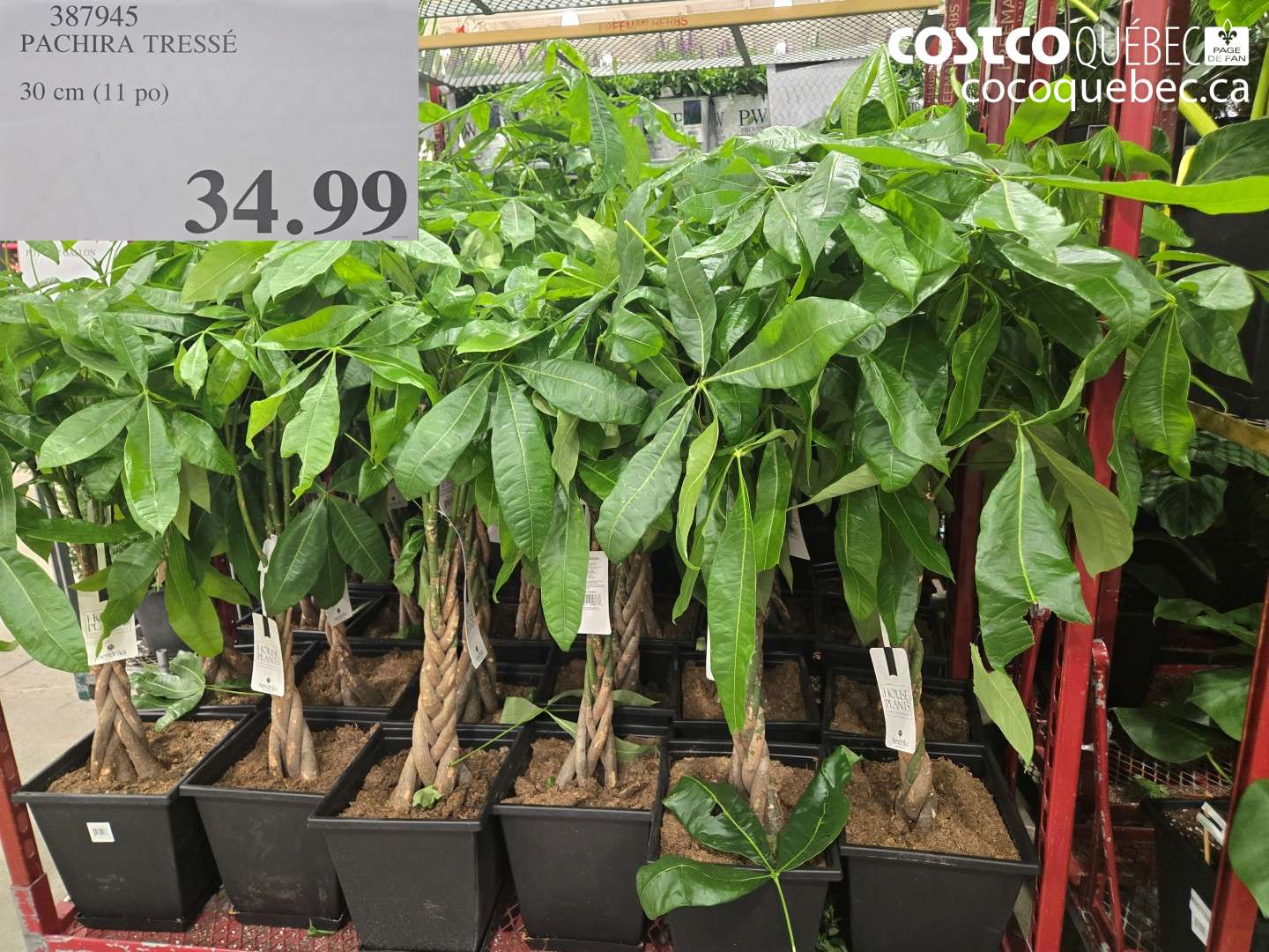 387945 PACHIRA TRESSÉ $34.99