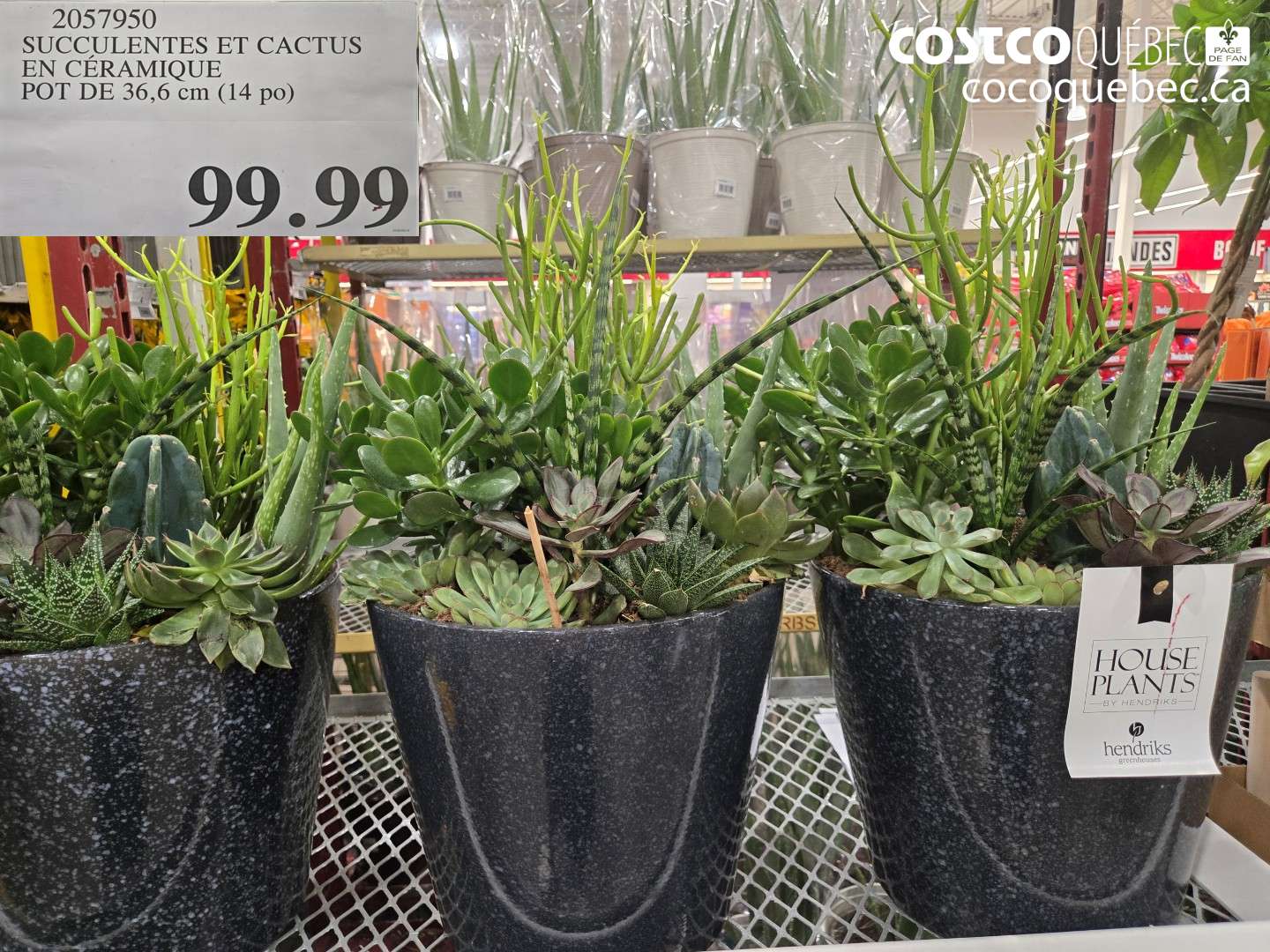 2057950 SUCCULENTES ET CACTUS EN CÉRAMIQUE POT DE 36.6 CM (14 PO) $99.99